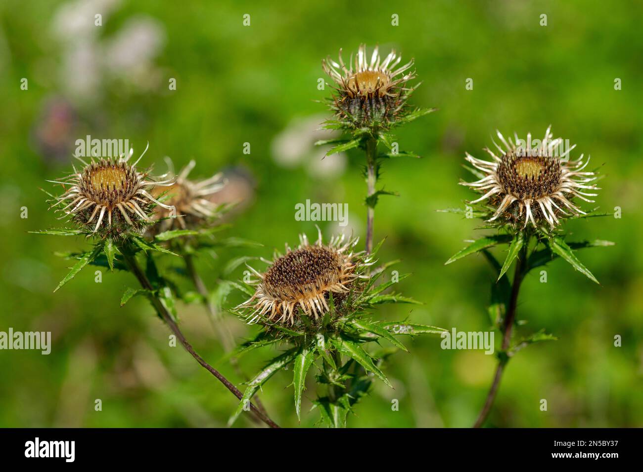 Carline thistle (Carlina vulgaris), blooming, Germany, Bavaria Stock Photo