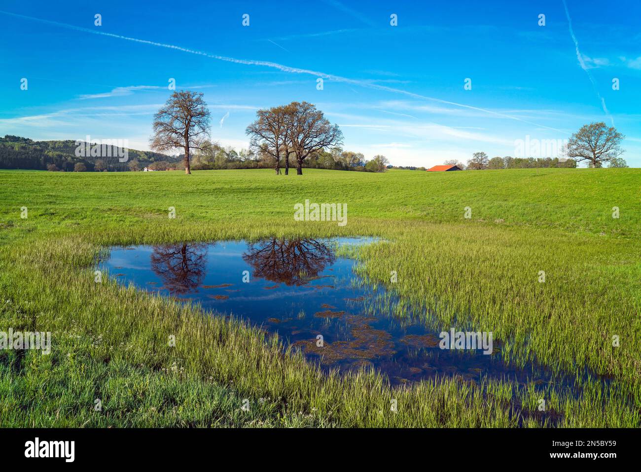 meadow with source, Germany, Bavaria, Habach bei Murnau Stock Photo