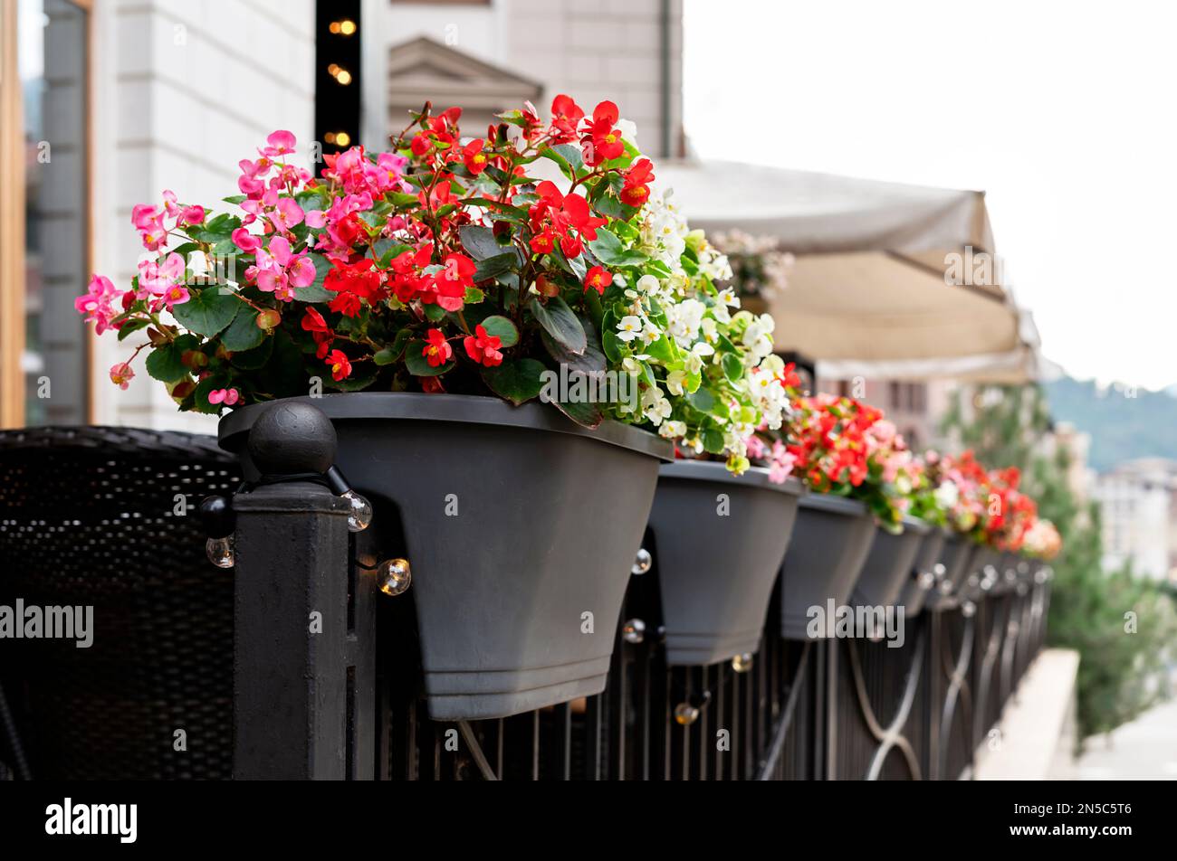 Begonia cucullata pink red and white flowers in outdoor pots landscaping city gardening potted flowering plants greenery concept botanical wax begonia Stock Photo