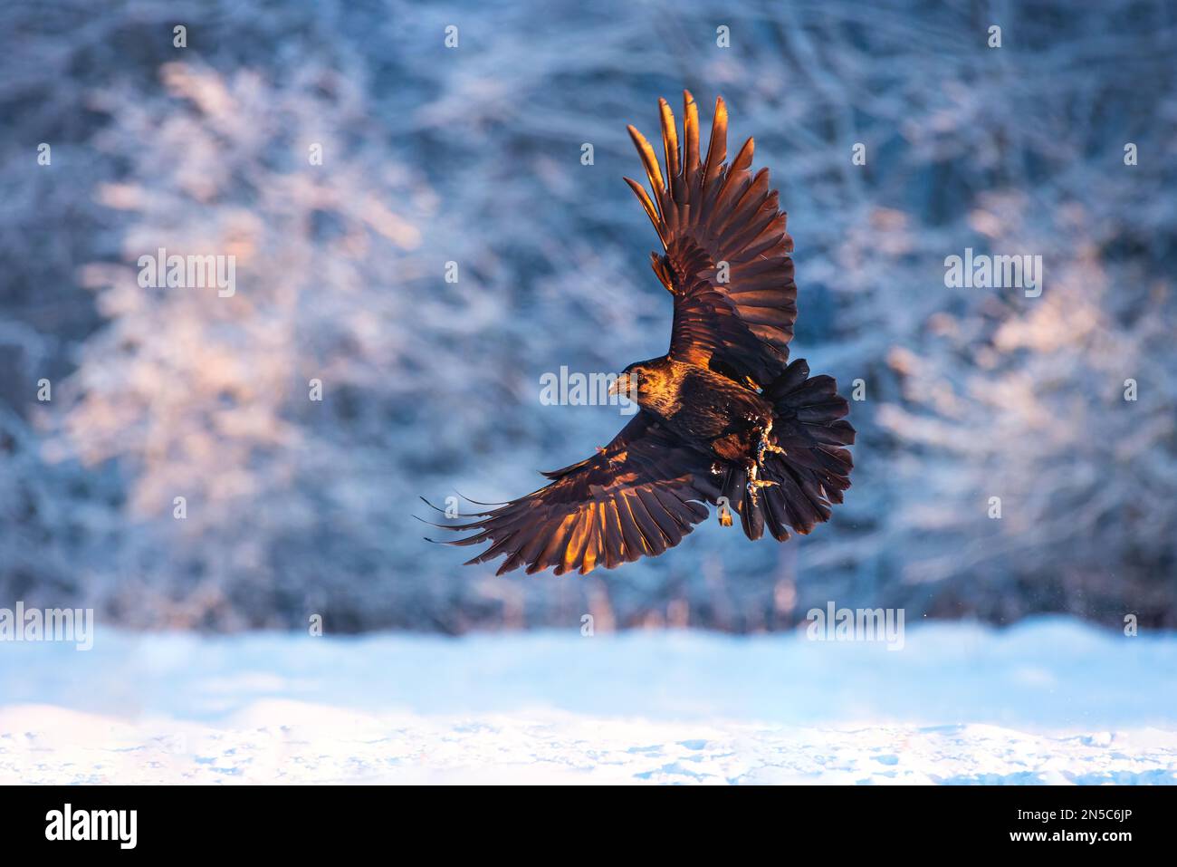 Flying black raven bird (Corvus corax) with open wings and snow flakes bokeh, wildlife in nature Stock Photo