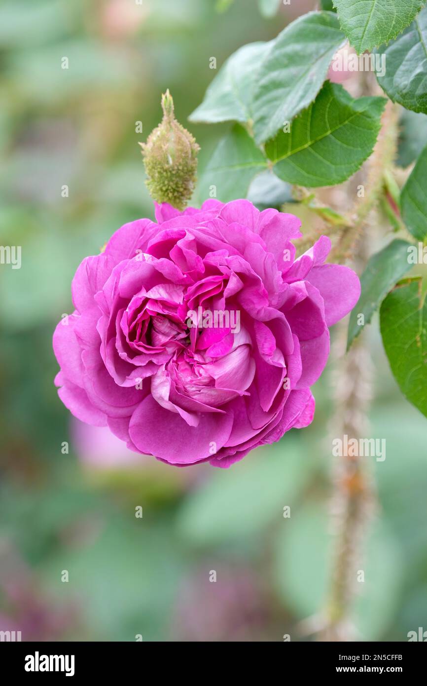 Rosa William Lobb, rose William Lobb, Centifolia Moss rose with magenta-purple flowers, Stock Photo