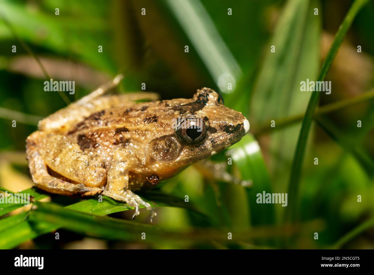 Mantidactylus betsileanus, endemicspecies of frog in the family Mantellidae. Madagascar wildlife animal Stock Photo