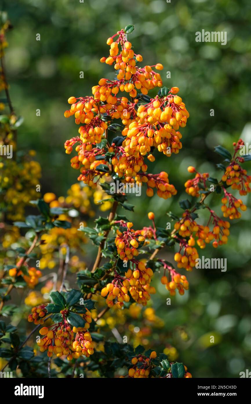 Berberis darwinii, Darwin's barberry, evergreen shrub, drooping racemes of orange-yellow flowers, Stock Photo