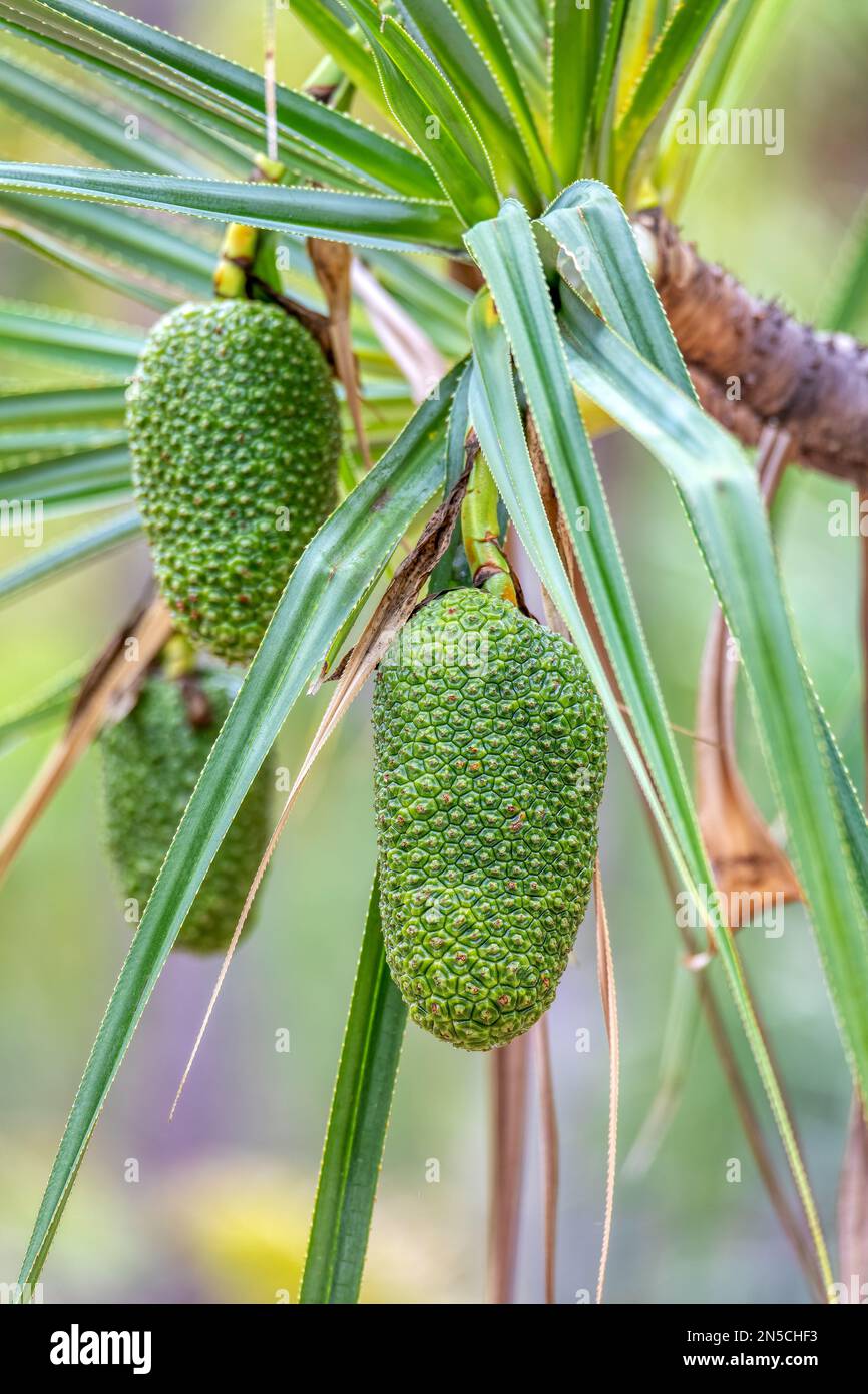 Pandanus variabilis fruit on palm tree, Pandanus plant is a genus of