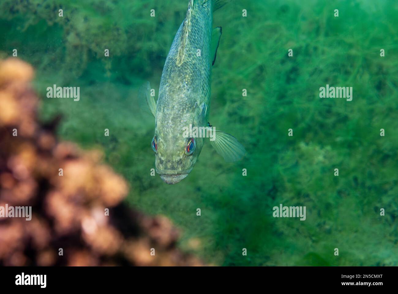 Top view of a largemouth bass swimming in a Michigan inland lake. Micropterus salmoides Stock Photo