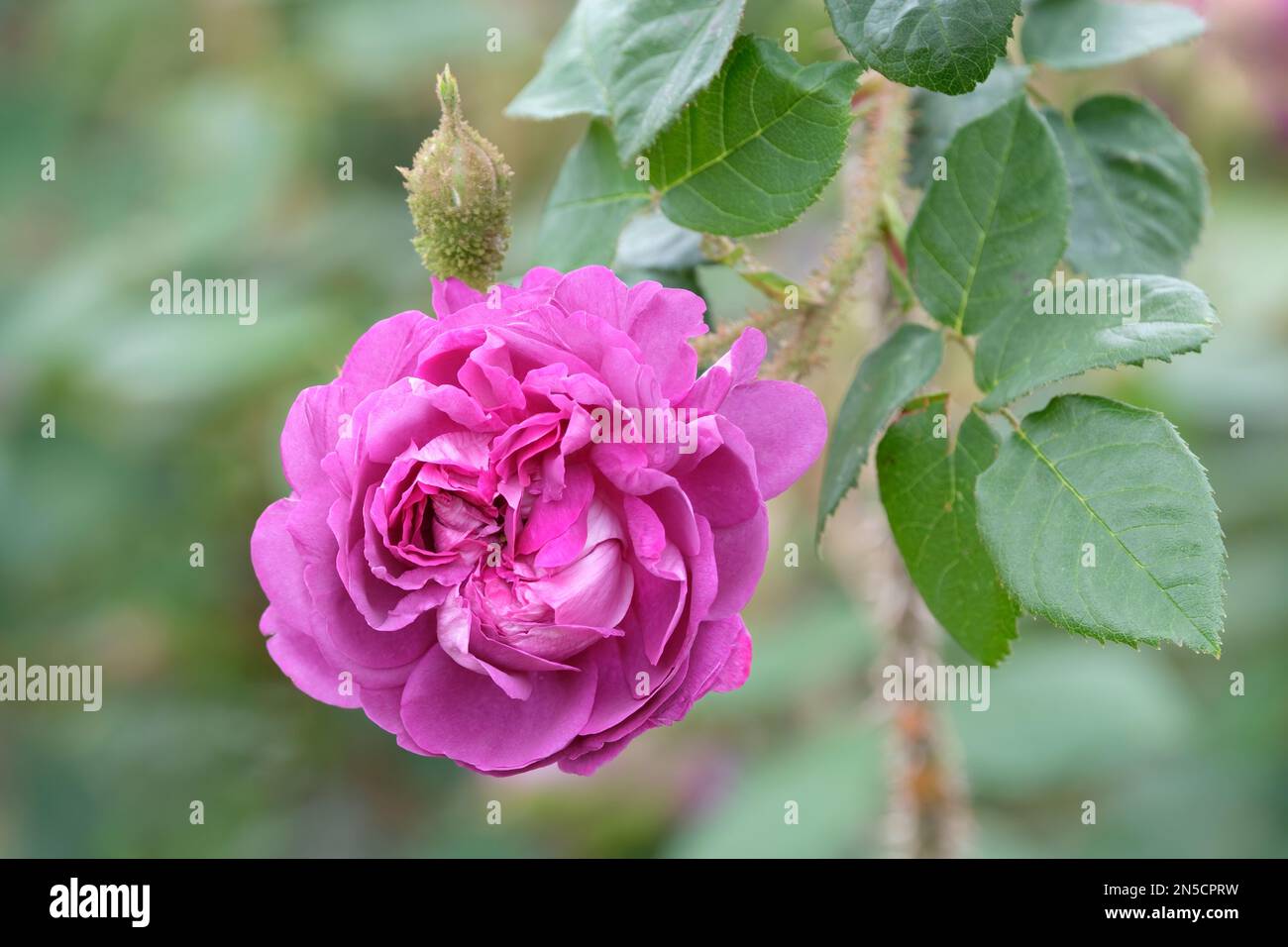 Rosa William Lobb, rose William Lobb, Rosa old velvet moss, old velvet moss rose, Centifolia Moss rose with magenta-purple flowers, Stock Photo