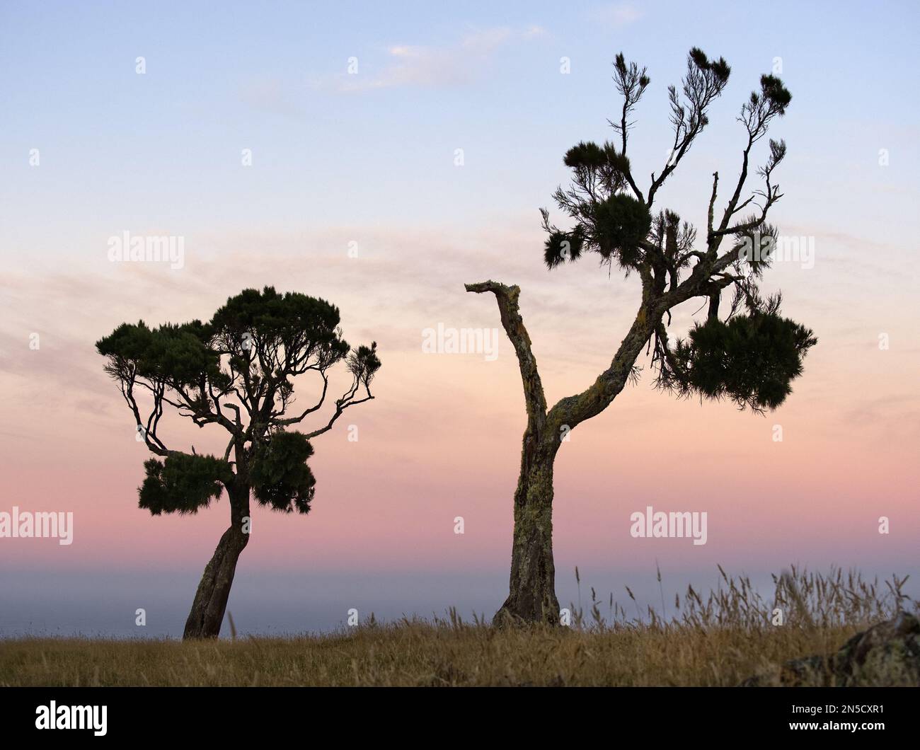 Dracophyllum trees on Chatham Island Stock Photo