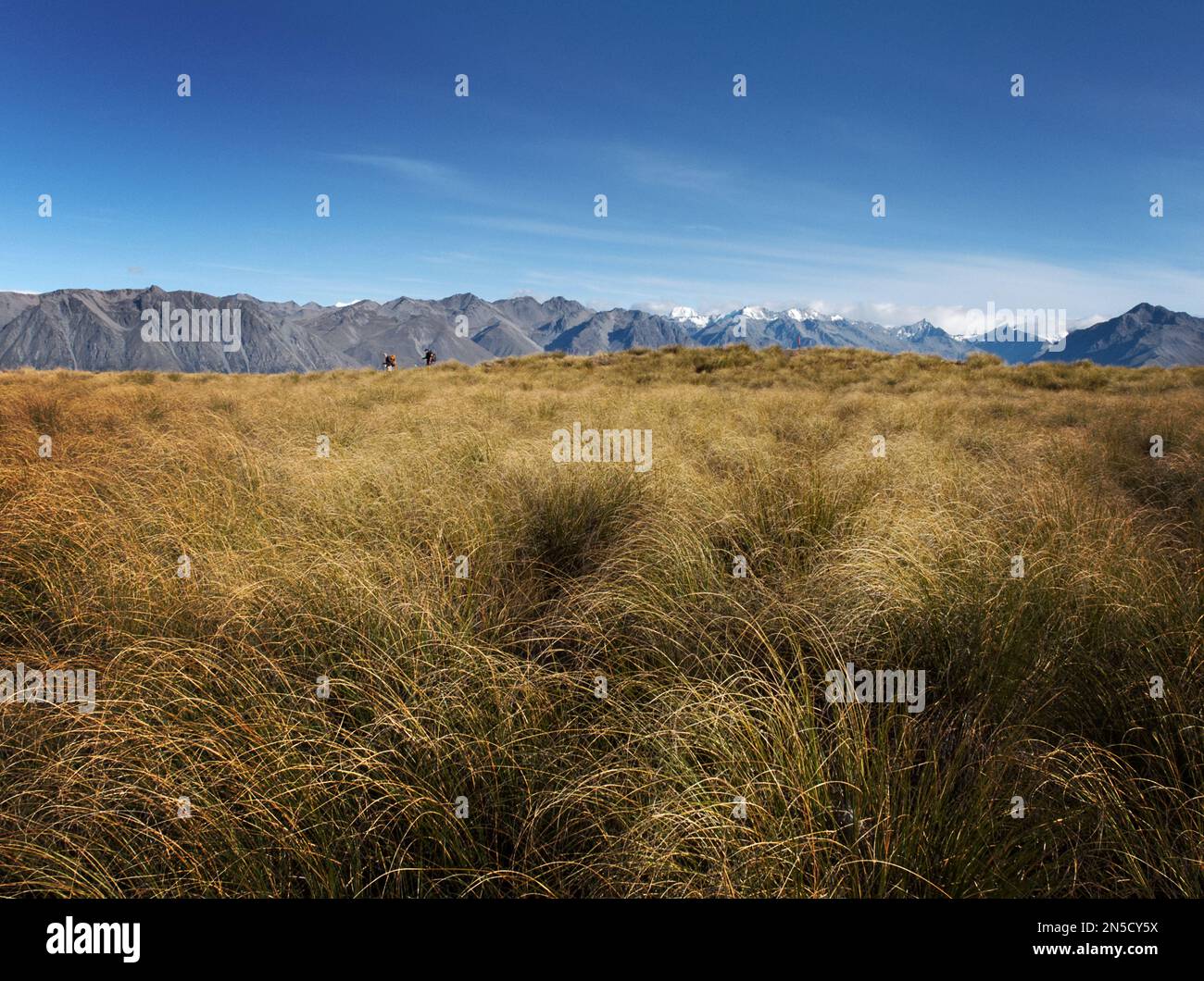 Two hikers make their way through tussock grassland with New Zealands ...