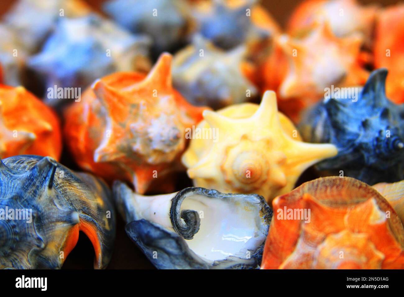 Seashells, Cone Seashell, Conchas Stock Photo