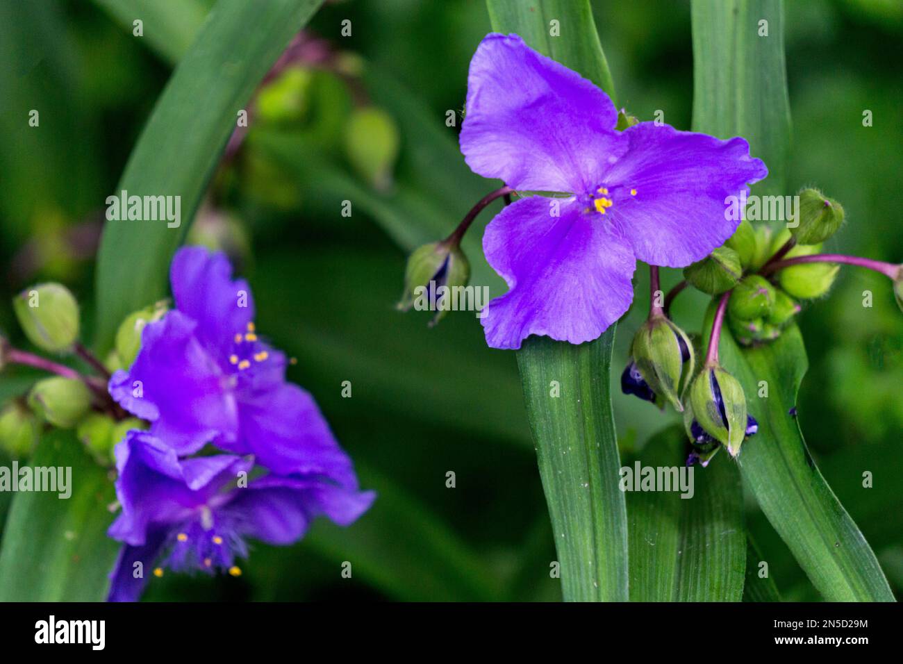 Blue Virginia tradescantia flower surrounded by green leaves Stock Photo
