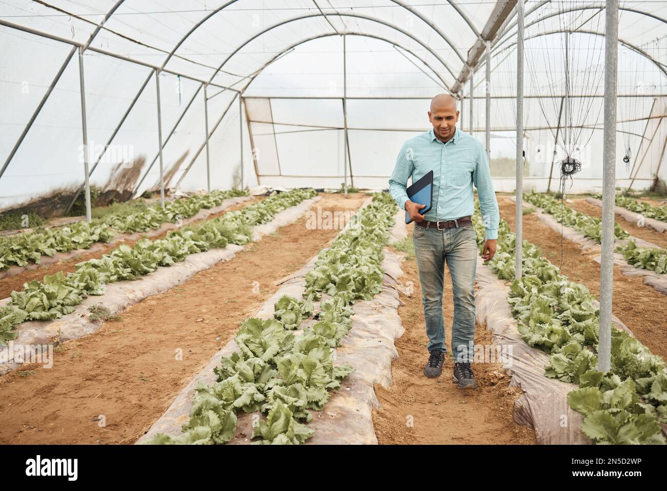 Farmer, clipboard or walking in farming check, greenhouse analytics or lettuce growth research in crop compliance. Agriculture, countryside or garden Stock Photo