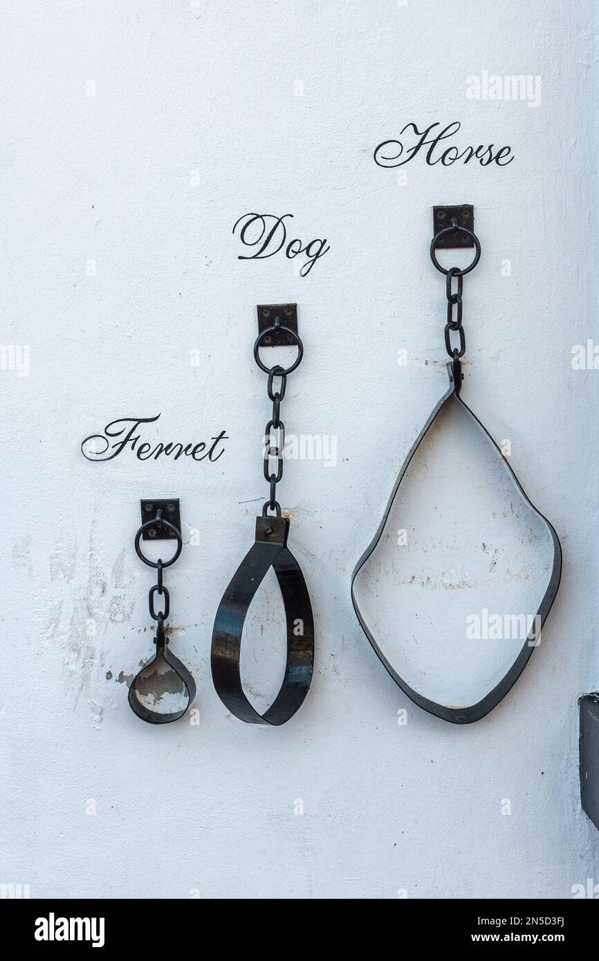 Ferret dog horse chains hires stock photography and images Alamy