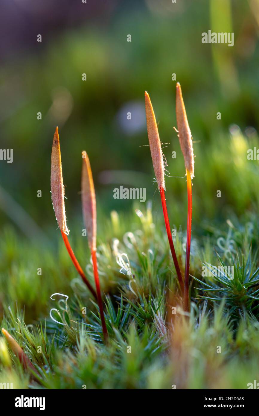 Spore capsules of Polytrichum piliferum moss (bristly haircap) on sandy heathland in Surrey, England, UK Stock Photo