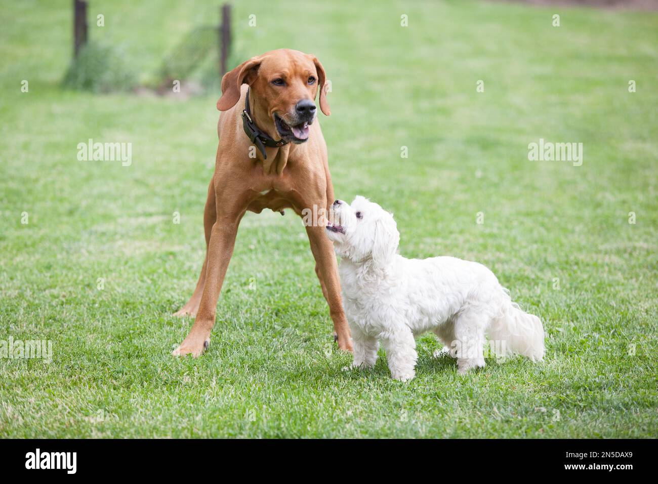 Big rhodesian ridgeback playing with small maltese dog in the garden ...