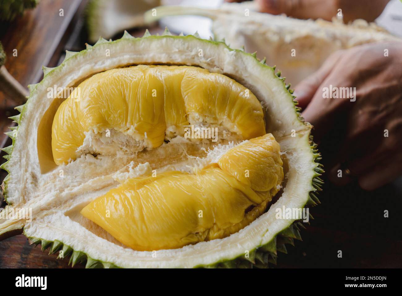 Halfopened durian tropical and exotic fruits on a table. King of