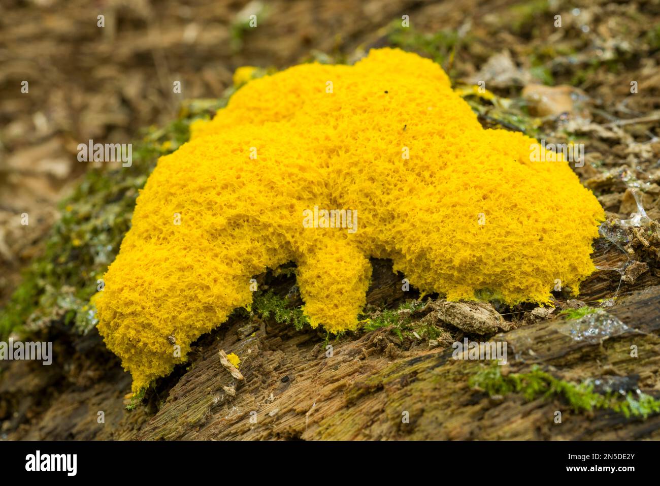 Dog Vomit Slime Mould (Fuligo septica) fruiting body on a rotting log in woodland, England. Stock Photo