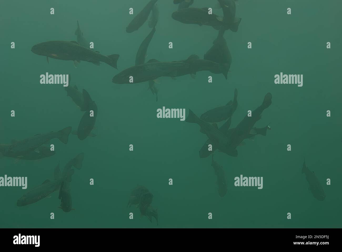 School of rainbow trout swimming in circles in a freshwater pond Stock Photo