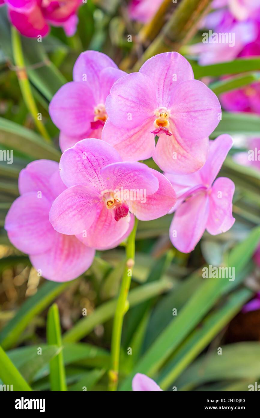 Bright colorful pink orchid flowers in Thailand Botanical garden. Stock Photo