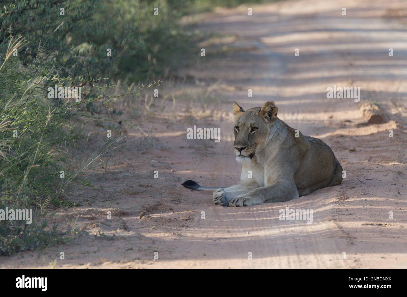 Resting Lioness Stock Photo