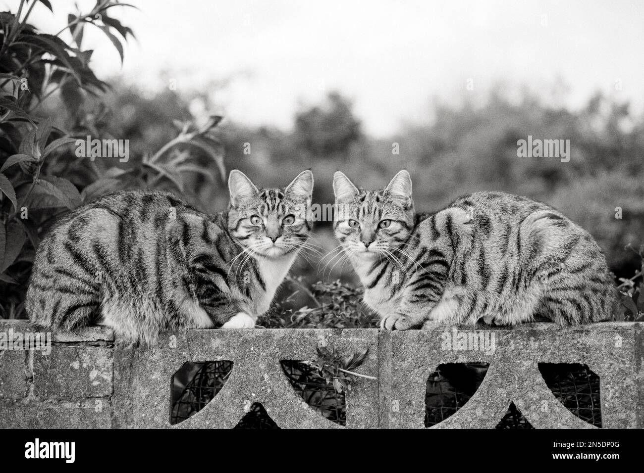 Identical tabby cats sitting on a garden wall (front view) Stock Photo