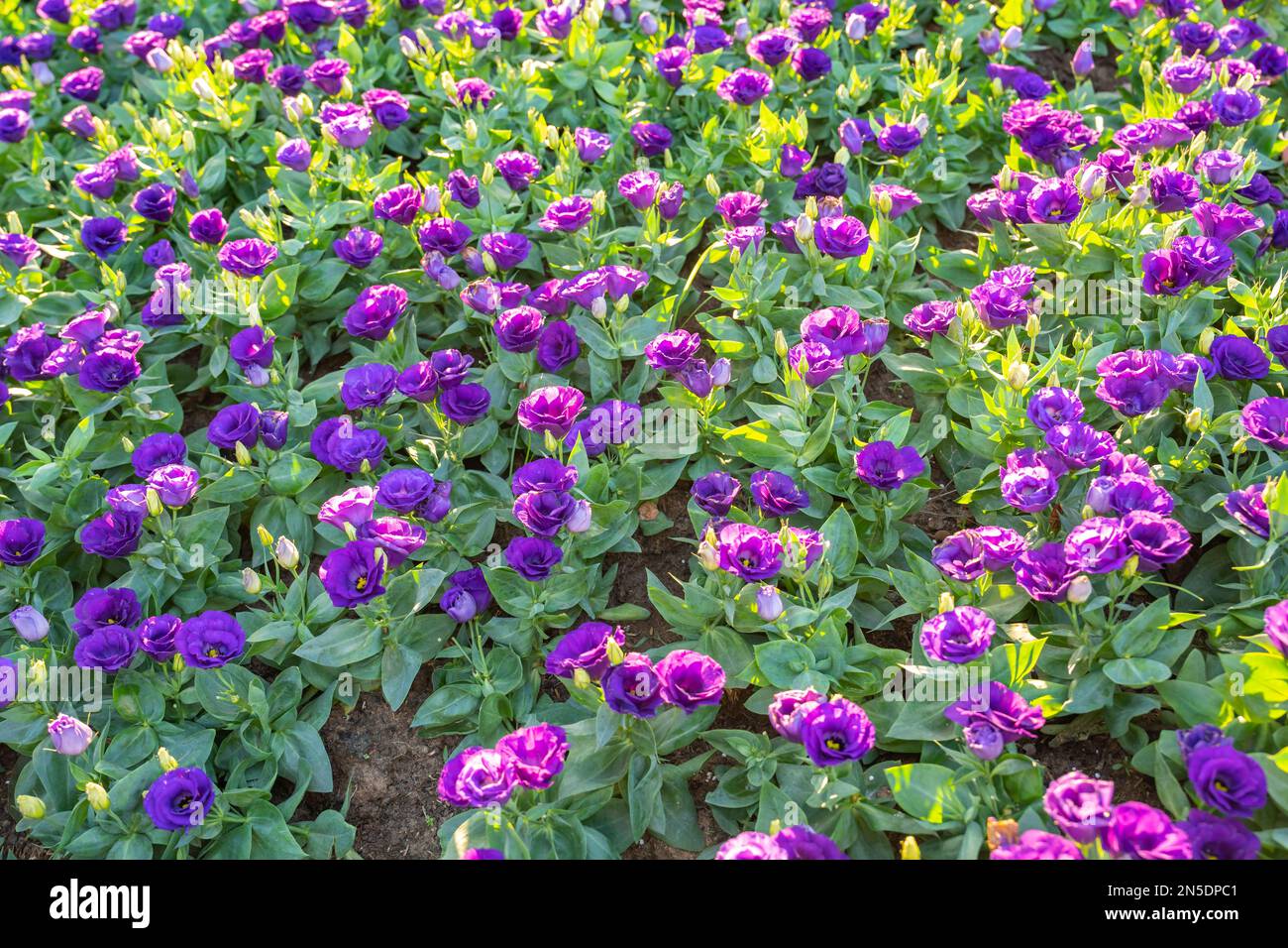 Violet Lisianthus flower in a garden with sunlight. Stock Photo