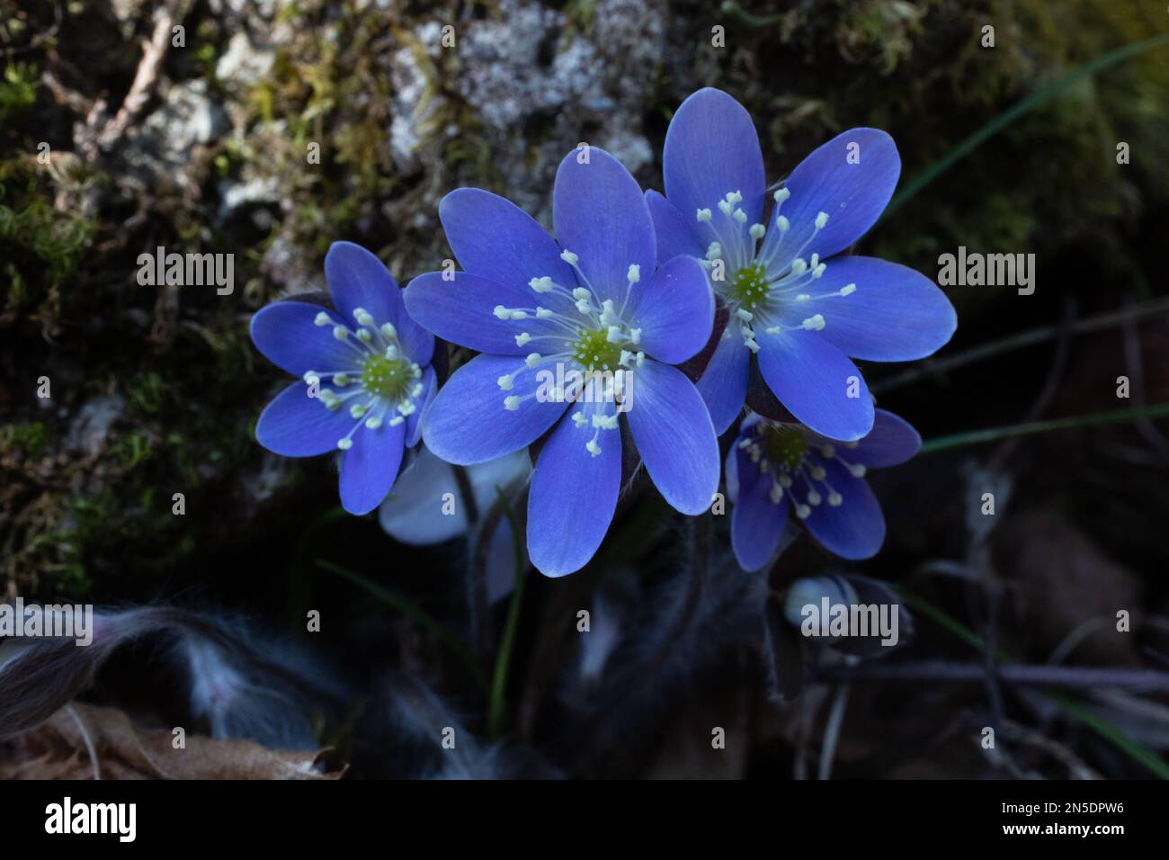 Hepatica found in the woods with moss covered rock behind on a spring day in Taylors Falls, Minnesota USA. Stock Photo
