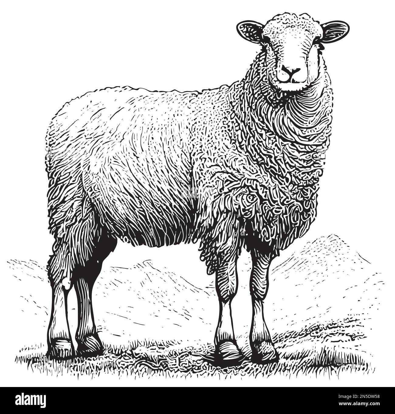 Sheep farm hand drawn sketch Vector illustration Farm Stock Vector