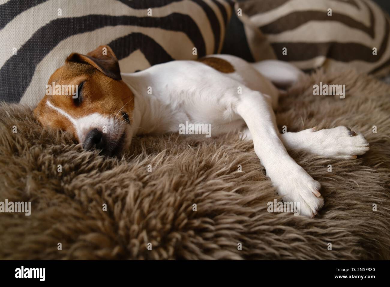A beautiful brown and white canine sleeps peacefully on a cozy cushion