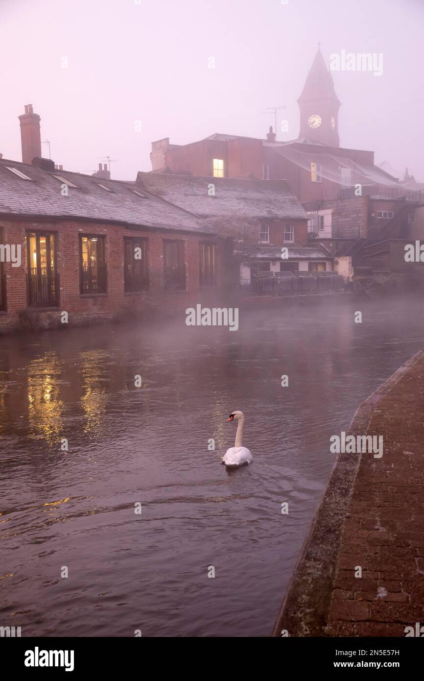 Swan in dawn fog on the Kennet and Avon Canal with town hall behind, Newbury, Berkshire, England, United Kingdom, Europe Stock Photo