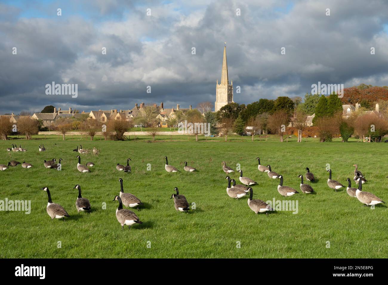 Spire of St Lawrence church with Canada geese in field by the River Thames, Lechlade-on-Thames, Gloucestershire, England, United Kingdom, Europe Stock Photo