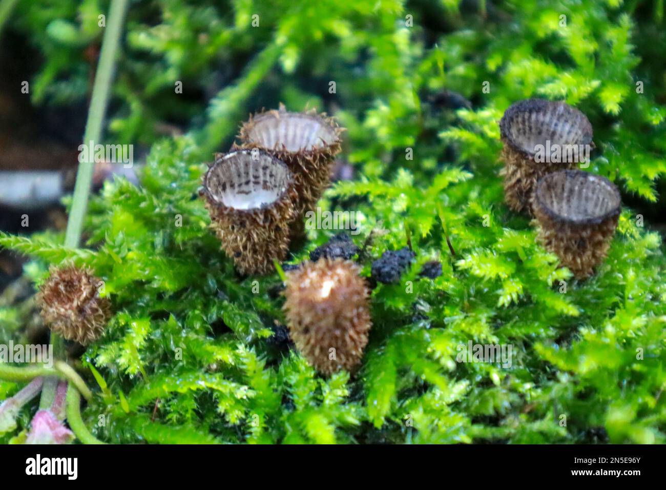 Cyathus striatus, commonly known as the fluted bird's nest in the forest during autumn Stock Photo