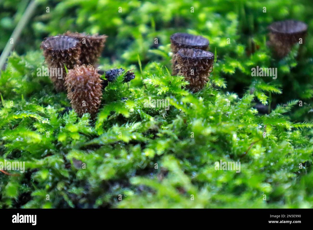 Cyathus striatus, commonly known as the fluted bird's nest in the forest during autumn Stock Photo