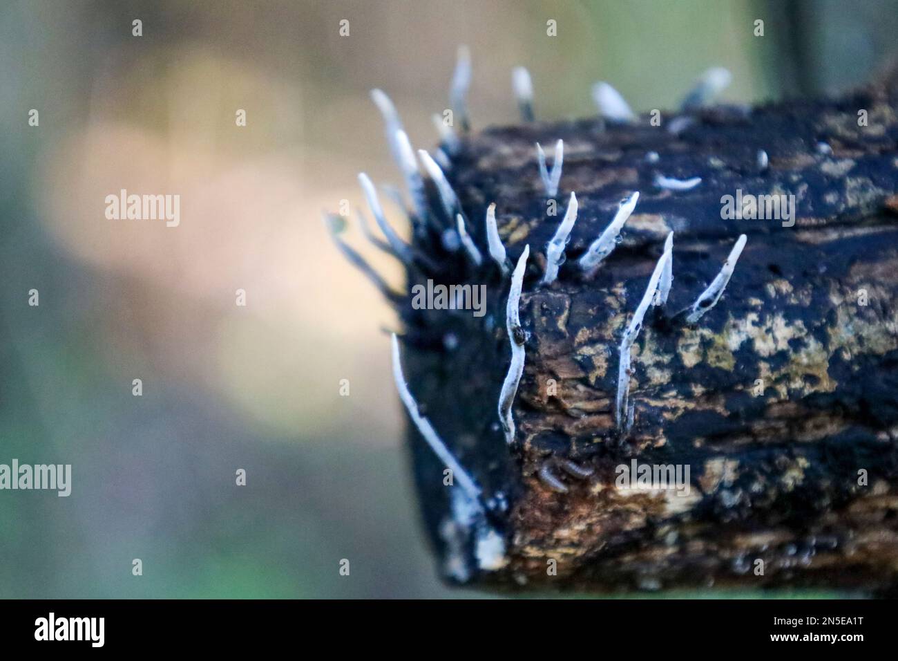 candlestick fungus, the candlesnuff fungus, carbon antlers or the stag