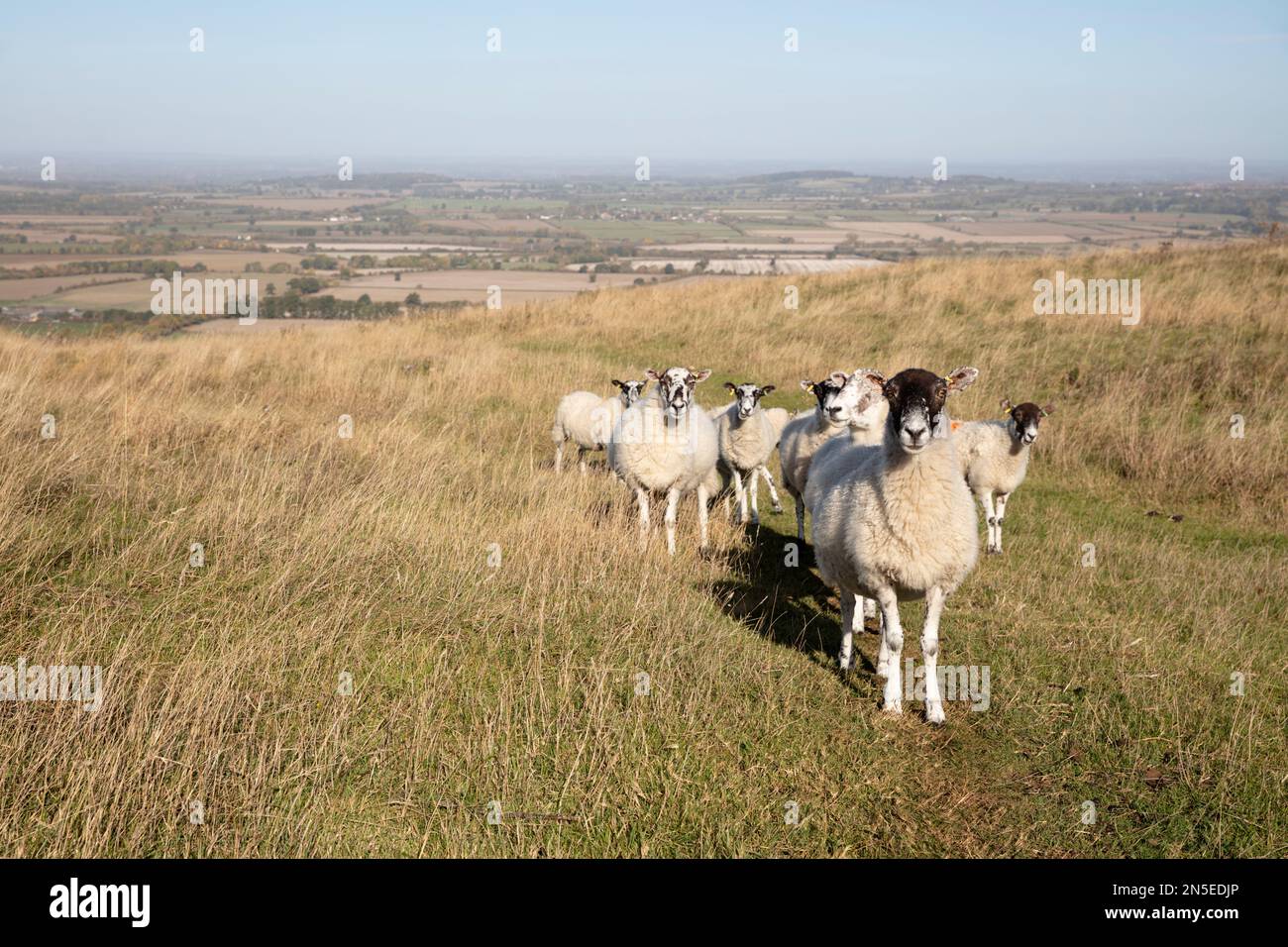 Flock of sheep on Uffington Castle with view of the Vale of the White Horse in background, near Wantage, Oxfordshire, England, United Kingdom, Europe Stock Photo