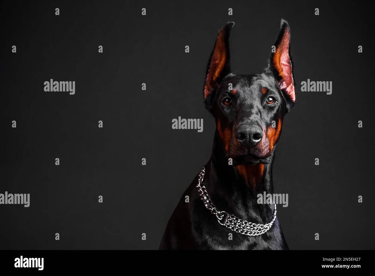 Doberman dog breed on a dark background Stock Photo
