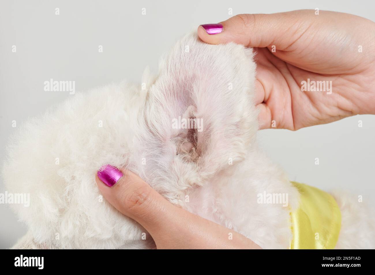 Clean dog ear close up view after veterinary treatment Stock Photo Alamy