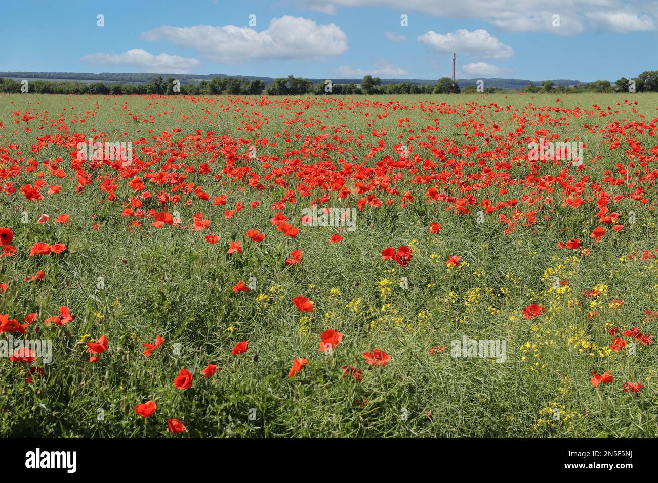 Abstract red poppy wallpaper hi-res stock photography and images - Alamy