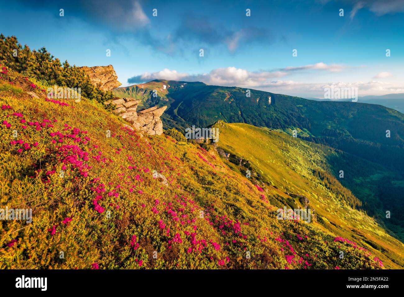 Breathtaking summer view of fields of blooming rhododendron flowers on the hiil of Carpathian mountains, Ukraine, Europe. Beauty of nature concept bac Stock Photo