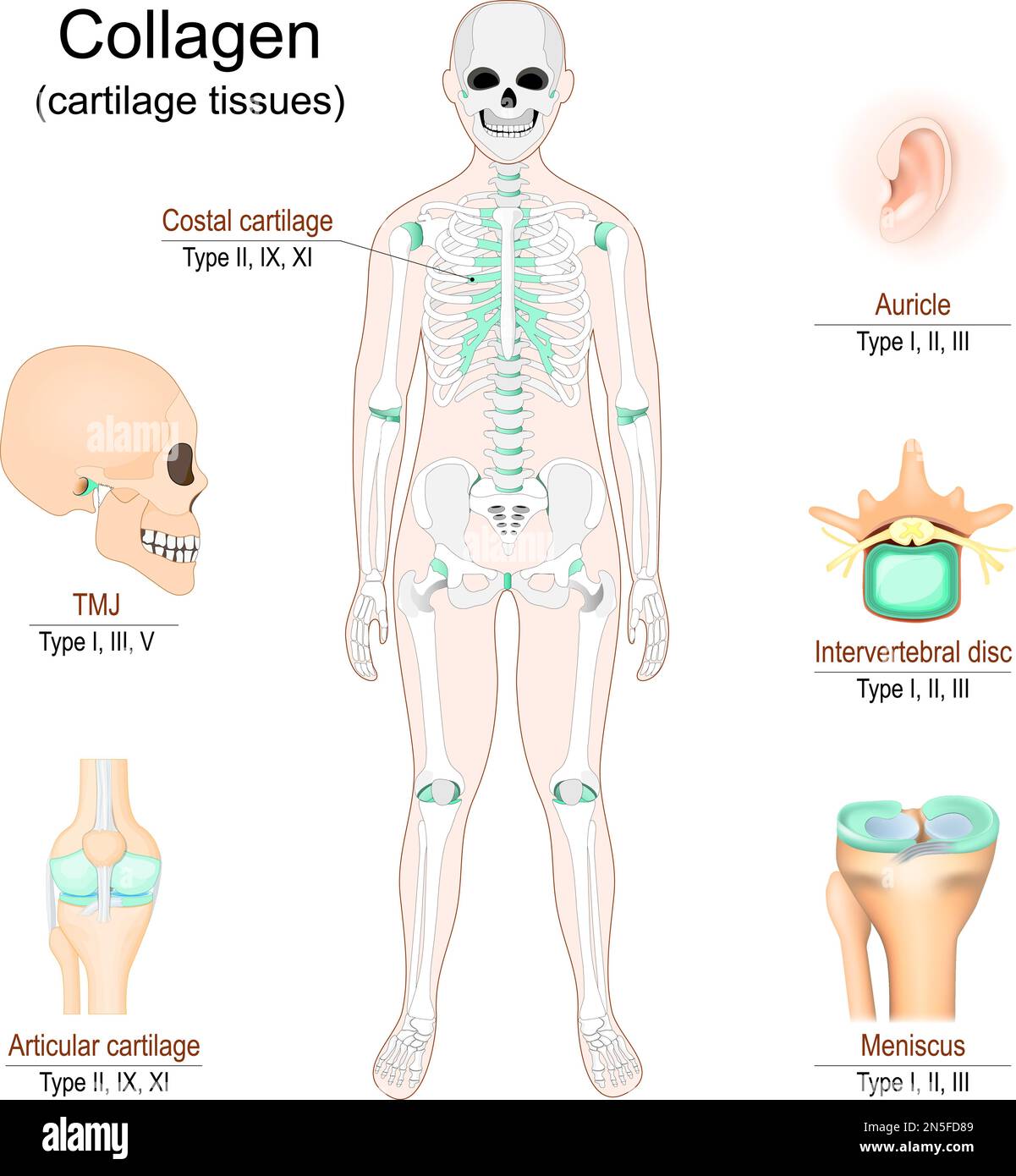 Elastic Cartilage Epiglottis Elastin
