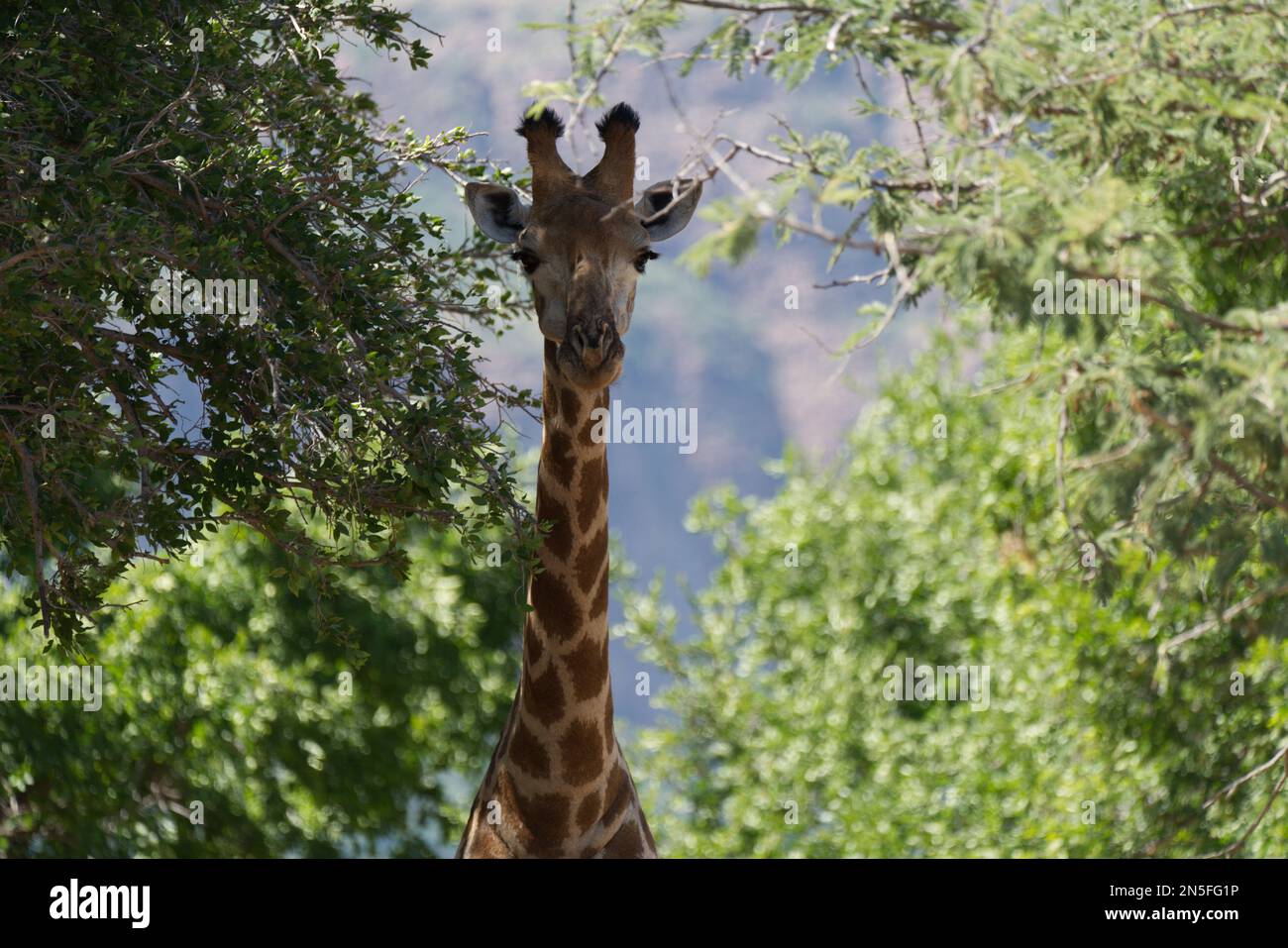 Giraffe in the wild Stock Photo