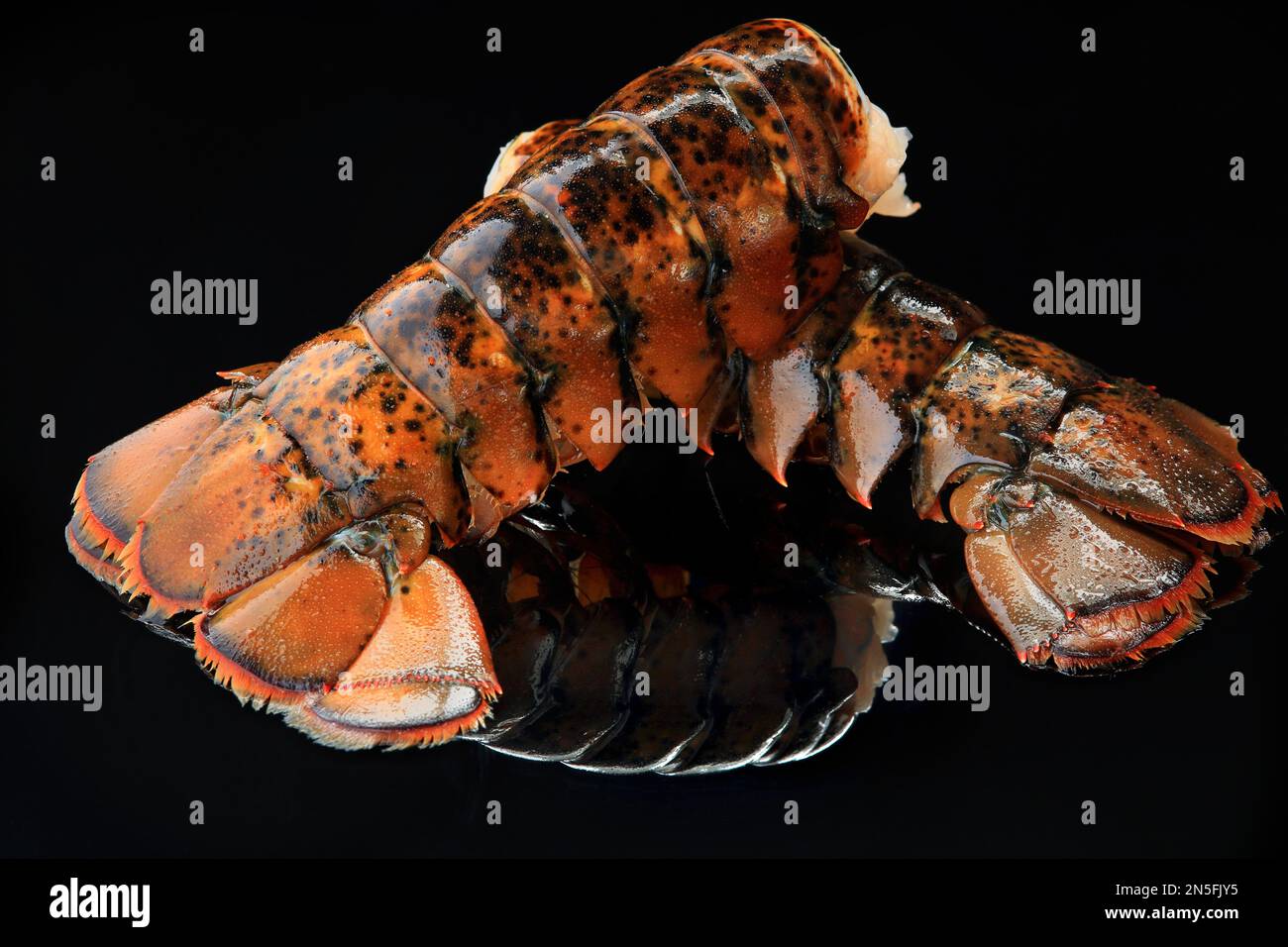 Gourmet lobster tail hires stock photography and images Alamy