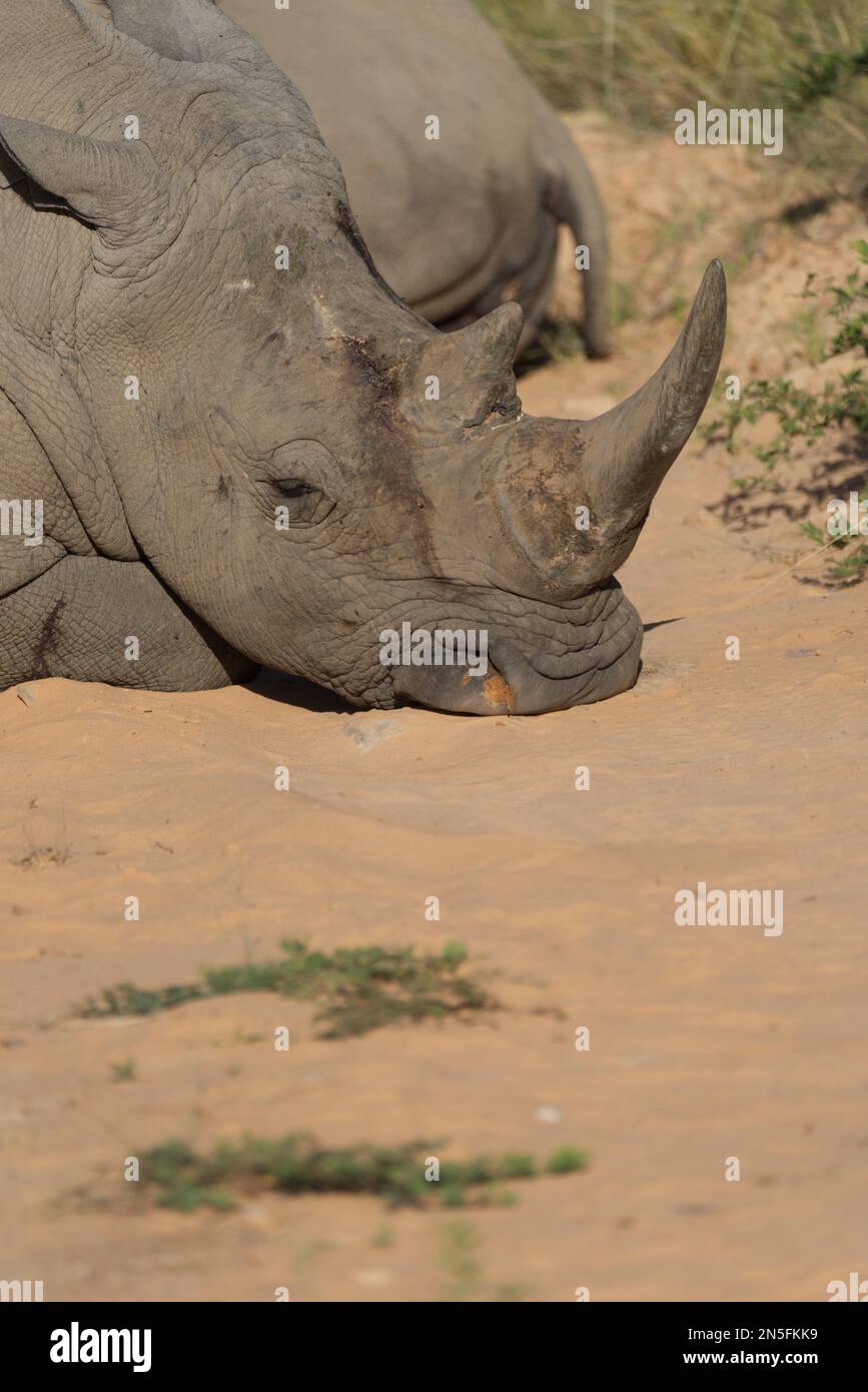 Sleepy Rhino Stock Photo