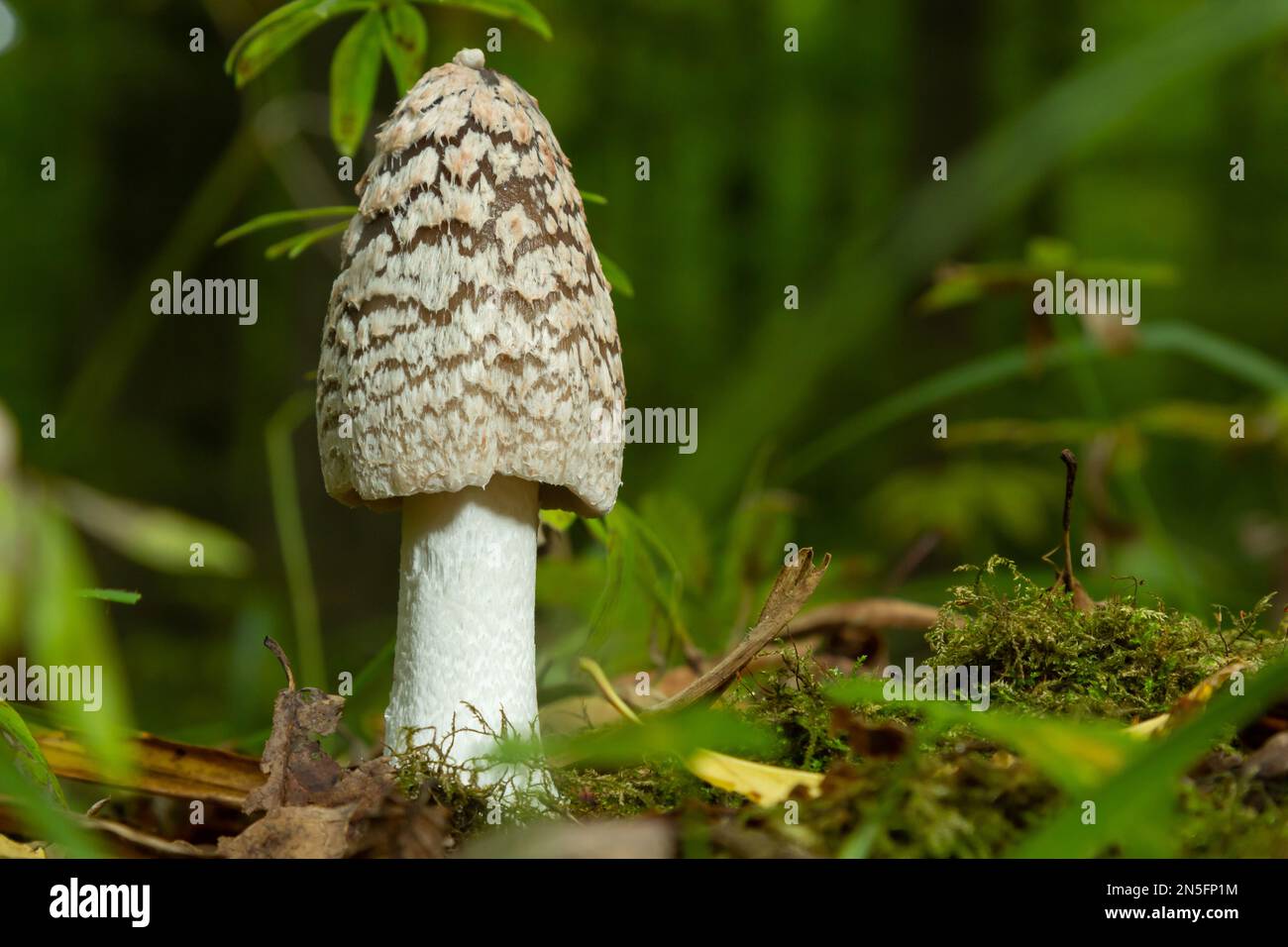 Coprinopsis picacea is a species of fungus in the family Psathyrellaceae. Stock Photo