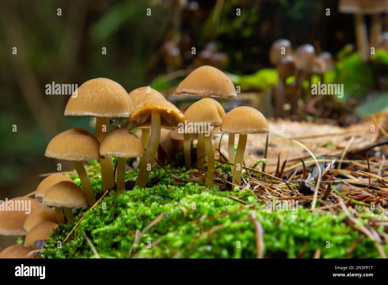 Mushrooms group Kuehneromyces mutabilis on a tree stump. Stock Photo