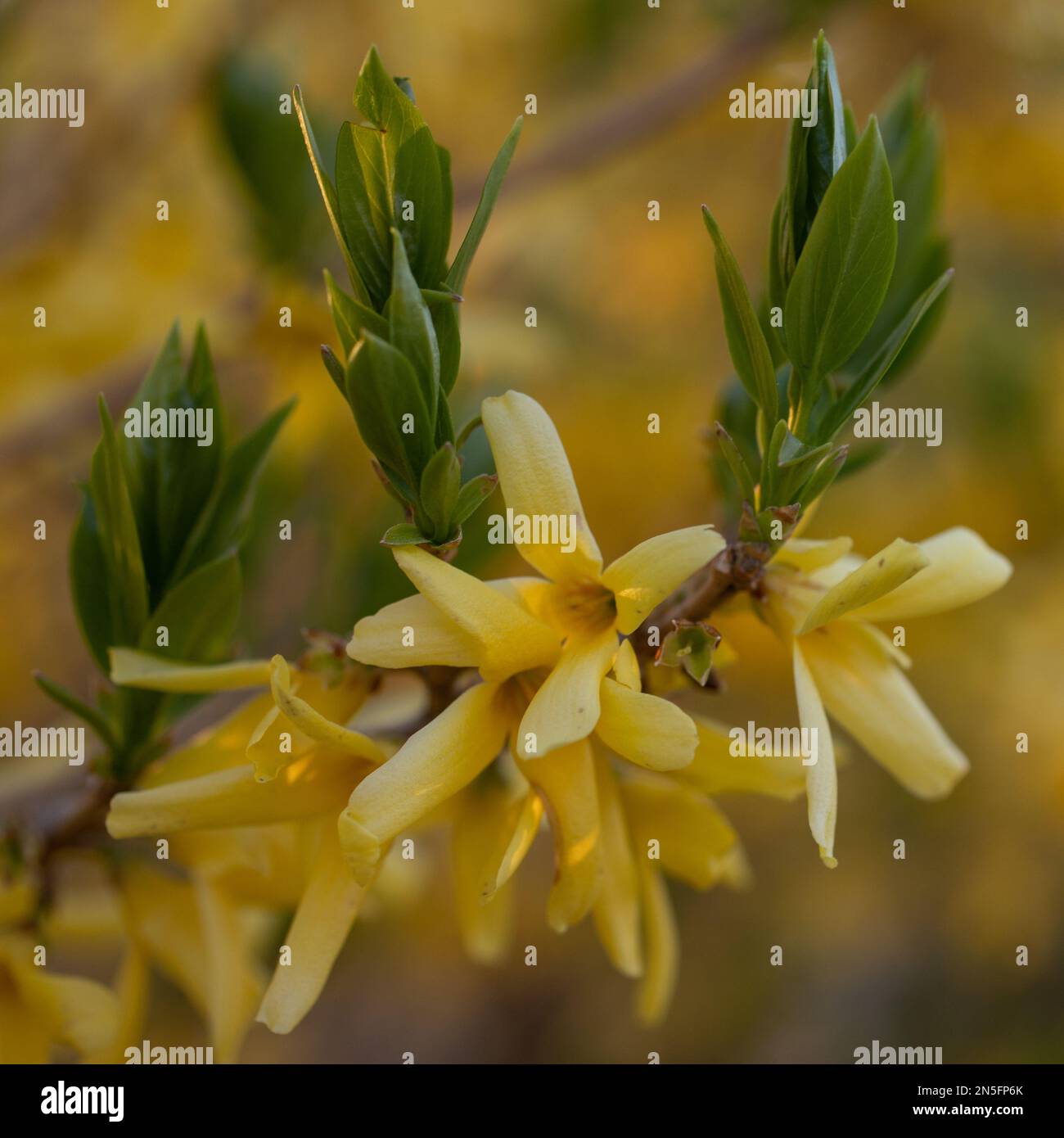 Forsythia blossoms with tiny yellow flowers and greenery blooming on a spring day in St. Croix Falls, Wisconsin USA. Stock Photo