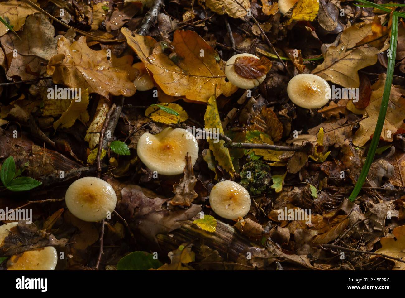 Poison Pie Mushroom Hebeloma crustuliniforme growing through the autumnal leaves. Stock Photo