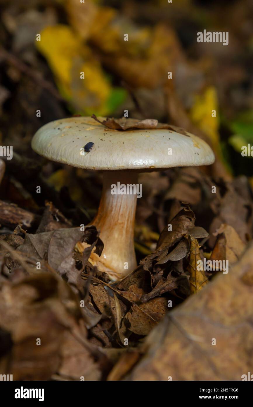 deadly cortinarius orellanus mushroom. Against the background of autumn foliage in the forest. Stock Photo