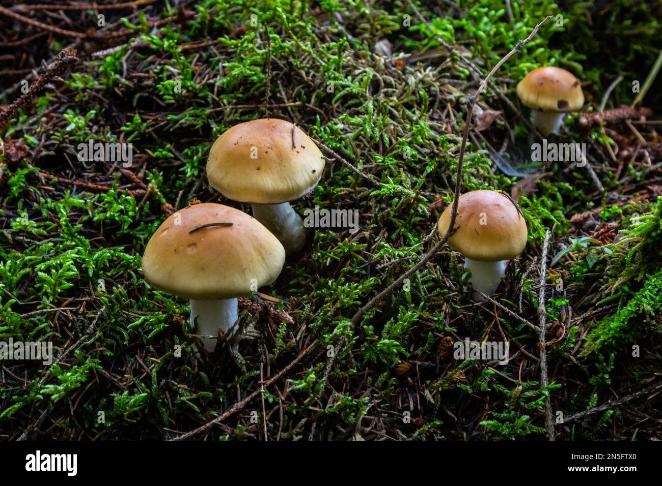 Hygrophorus olivaceoalbus, known as the olive wax cap, wild mushrooms. Stock Photo