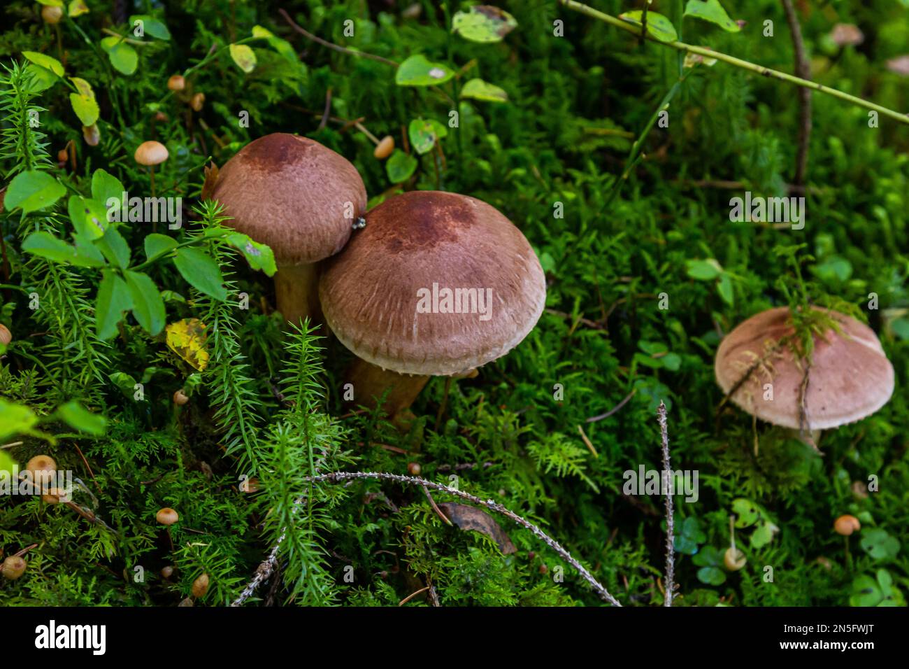 Tricholoma imbricatum, Matt knight mushroom in the autumn forest. Stock Photo