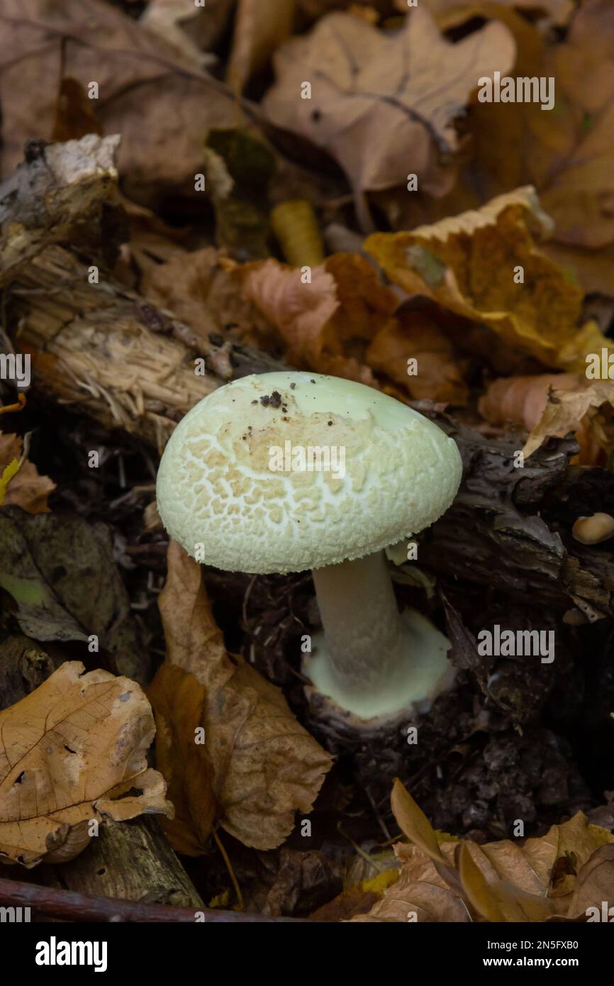 Inedible mushroom Amanita citrina in the forest. Known as false death